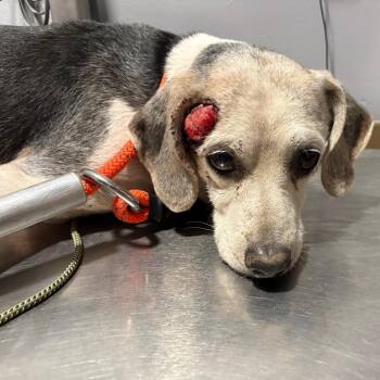 Walter -  Beagle and Mixed Breed Dog for Adoption in Cabot, Arkansas - Walter | PetCurious