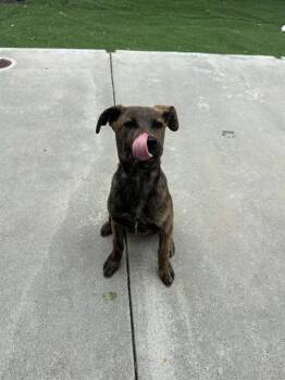A198598 -  Catahoula Leopard Dog Dog for Adoption in Fremont, California - A198598 | PetCurious