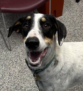 Rufus -  Doberman Pinscher and Great Pyrenees Dog for Adoption in Golden, Colorado - Rufus | PetCurious