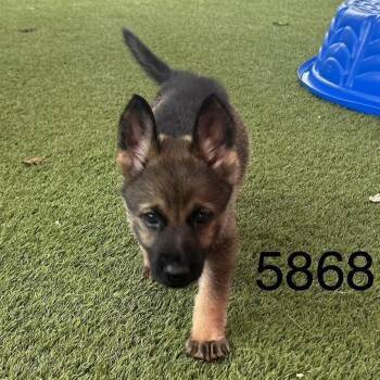 Grace 5868 -  German Shepherd Dog Dog for Adoption in Loxahatchee Groves, Florida - Grace 5868 | PetCurious
