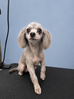 Margaret -  Havanese and Poodle Dog for Adoption in Blue Earth, Minnesota - Margaret | PetCurious