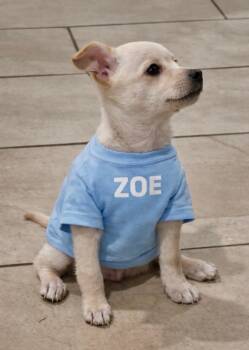 Chihuahua and Maltese Dogs Available for Adoption - Zoe | PetCurious