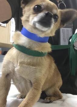 ANGELO -  Chihuahua Dog for Adoption in Riverside, California - ANGELO | PetCurious