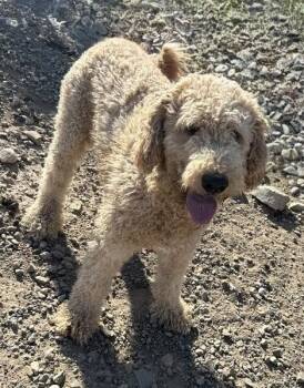 Goldendoodle Dogs Available for Adoption - Thunder | PetCurious