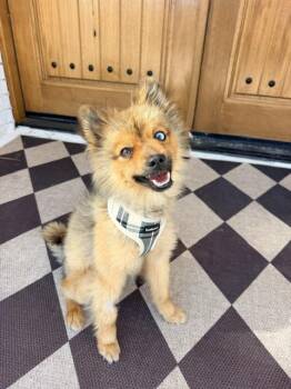Smokey -  Pomeranian and Mixed Breed Dog for Adoption in Henderson, Nevada - Smokey | PetCurious