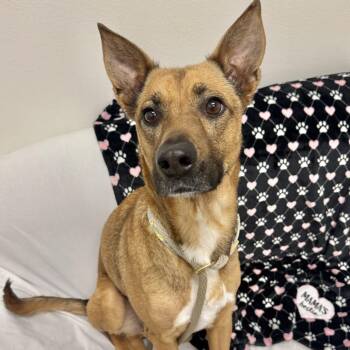 Mixed Breed Dogs Available for Adoption - Chevy | PetCurious