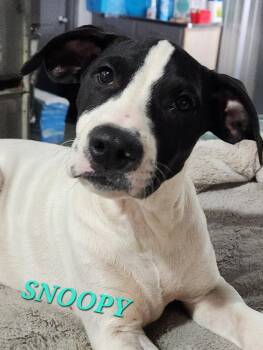 Snoopy Peanuts -  Hound Dog for Adoption in Andover, Massachusetts - Snoopy Peanuts | PetCurious