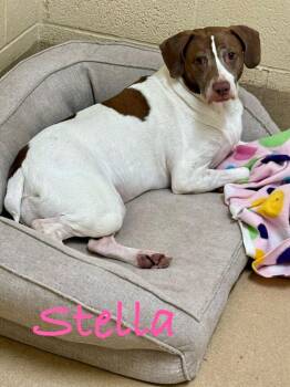 Pumpkin aka Stella -  Hound Dog for Adoption in Fort Pierce, Florida - Pumpkin Aka Stella | PetCurious