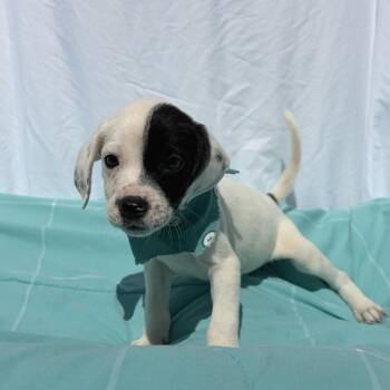 Vermillion -  Mixed Breed Dog for Adoption in Canal Winchester, Ohio - Vermillion | PetCurious