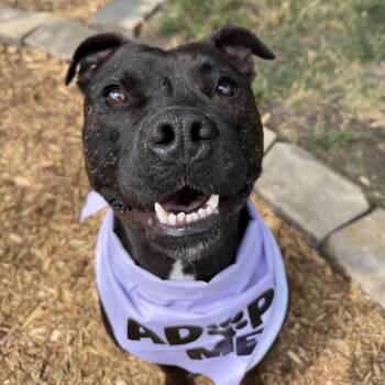 Zinni -  Mixed Breed Dog for Adoption in Bismarck, North Dakota - Zinni | PetCurious