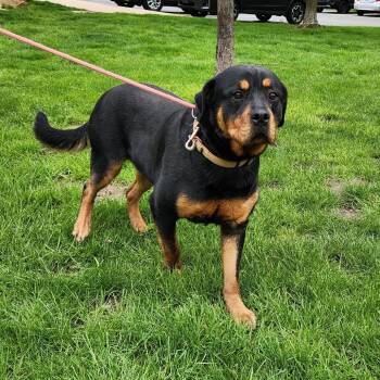 Wilma Lucille -  Rottweiler Dog Available for Adoption in Walker, Michigan - Wilma Lucille | PetCurious