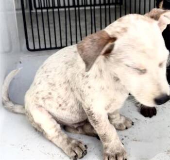 A658344 -  Australian Cattle Dog Blue Heeler Dog for Adoption in Houston, Texas - A658344 | PetCurious