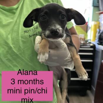 Alana -  Miniature Pinscher and Chihuahua Dog for Adoption in Tampa, Florida - Alana | PetCurious