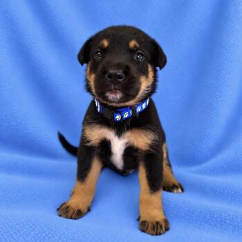 Benny -  German Shepherd Dog and Mixed Breed Dog for Adoption in St. Peters, Missouri - Benny | PetCurious