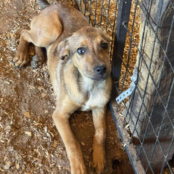 Rescue Shepherd Dogs for Adoption in Anahuac, Texas - Mortie - PW1472 | PetCurious