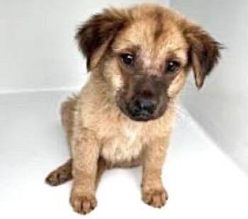 German Shepherd Dog and Border Terrier Dogs Available for Adoption in Houston, Texas - A655068 | PetCurious