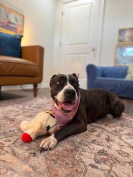 Boxer and Pit Bull Terrier Dogs Available for Adoption - Mabel Loves Stuffies | PetCurious