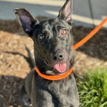 Mixed Breed Dogs Available for Adoption in Chicago, Illinois - Adele | PetCurious