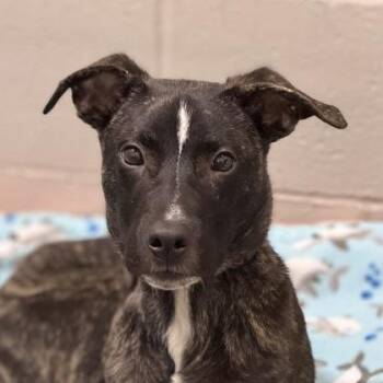 Fuji -  Pit Bull Terrier Dog for Adoption in Sacramento, California - Fuji | PetCurious