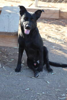 Rescue German Shepherd Dog Dogs for Adoption in El Centro, California - Sirius Black | PetCurious