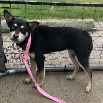 Husky and Mixed Breed Dogs Available for Adoption in Spokane, Washington - Azula | PetCurious