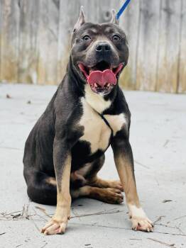 AC-4606 "Mr.Taco" -  American Bully Dog Available for Adoption in Conyers, Georgia - AC-4606 "Mr.Taco" | PetCurious