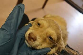 ROYAL -  Mixed Breed Dog for Adoption in Columbia, South Carolina - ROYAL | PetCurious