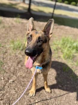 Mongoose -  Mixed Breed Dog for Adoption in Chamblee, Georgia - Mongoose | PetCurious