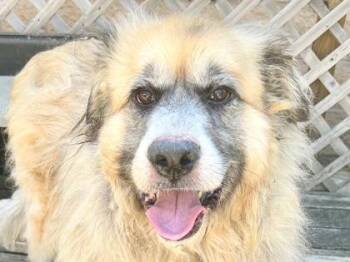 Hoagie -  Mixed Breed Dog for Adoption in Georgetown, Texas - Hoagie | PetCurious