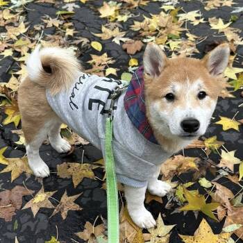 Rescue Shiba Inu Dogs for Adoption in Olathe, Kansas - Niko | PetCurious