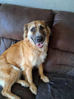 German Shepherd Dog Dogs Available for Adoption - Clementine | PetCurious