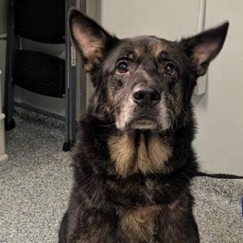 Lassoo -  Mixed Breed Dog for Adoption in Greenville, South Carolina - Lassoo | PetCurious