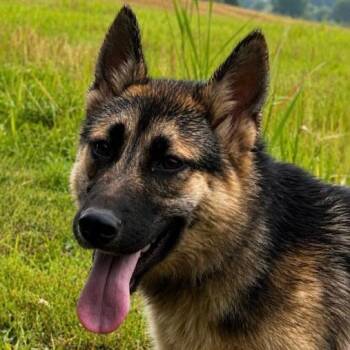 Fern (26-271) -  German Shepherd Dog Dog for Adoption in New Ringgold, Pennsylvania - Fern (26-271) | PetCurious
