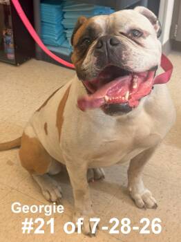 Georgie 21 of 7-28-26 -  American Bulldog Dog for Adoption in Gaylord, Michigan - Georgie 21 Of 7-28-26 | PetCurious