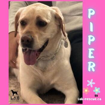 Labrador Retriever Dogs Available for Adoption in Oakville, Ontario - Piper | PetCurious