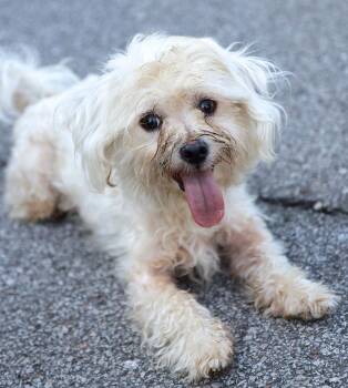 Tito (AO37507) -  Poodle Dog for Adoption in Kansas City, Kansas - Tito (AO37507) | PetCurious