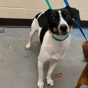Mixed Breed Dogs Available for Adoption in Memphis, Tennessee - Joseph | PetCurious