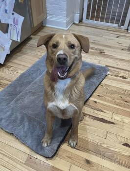 Labrador Retriever and Rhodesian Ridgeback Dogs Available for Adoption - Rudolph | PetCurious