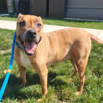 Puma -  Boxer Dog for Adoption in Fort Wayne, Indiana - Puma | PetCurious