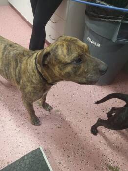 American Staffordshire Terrier Dogs Available for Adoption - Tiger | PetCurious