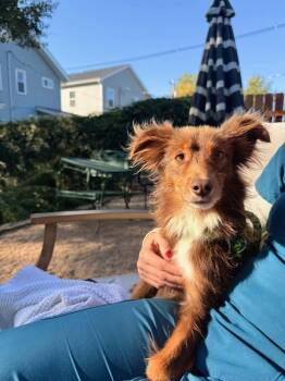 Lance Bass -  Australian Shepherd Dog for Adoption in Columbus, Ohio - Lance Bass | PetCurious