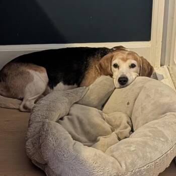 Mabel -  Beagle Dog for Adoption in Nowata, Oklahoma - Mabel | PetCurious