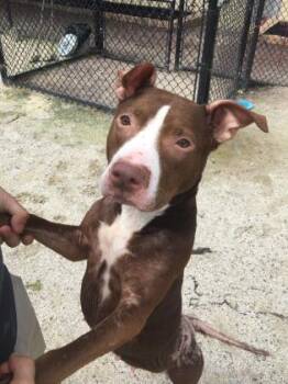 Rescue Pit Bull Terrier Dogs for Adoption in Philadelphia, Pennsylvania - Callie | PetCurious