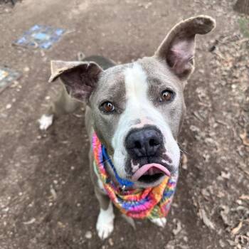 Pit Bull Terrier and American Staffordshire Terrier Dogs Available for Adoption - Dill Pickle | PetCurious