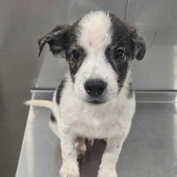 Marlin -  Australian Cattle Dog Blue Heeler and Cattle Dog Dog for Adoption in Washburn, Missouri - Marlin | PetCurious