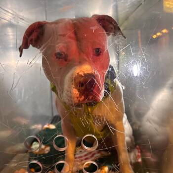 Pit Bull Terrier Dogs Available for Adoption in Philadelphia, Pennsylvania - Harley | PetCurious