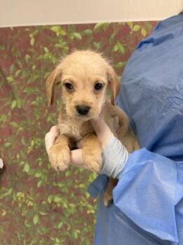 Anton -  Terrier and Mixed Breed Dog for Adoption in San Antonio, Texas - Anton | PetCurious