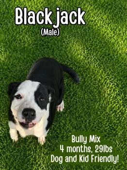 Blackjack -  American Bully Dog for Adoption in Lancaster, Kentucky - Blackjack | PetCurious
