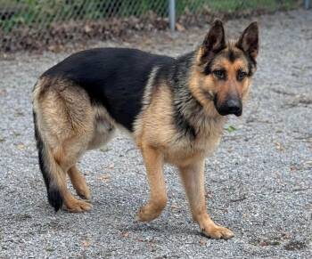German Shepherd Dog Dogs Available for Adoption in Chesterfield, Missouri - Slim | PetCurious