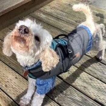 Poodle Dogs Available for Adoption in Bellingham, Washington - Jillie | PetCurious